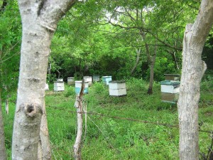 imagenes-produccion-apicultura-01