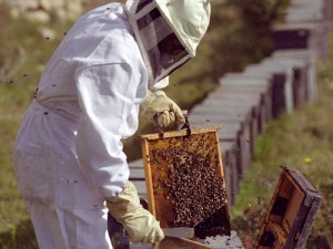 imagenes-produccion-apicultura-03