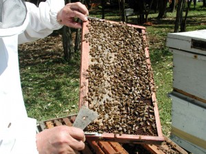 imagenes-produccion-apicultura-04